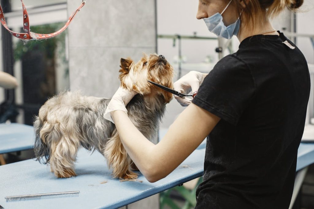 Experienced groomer carefully trims a Yorkshire Terrier in a pet salon.