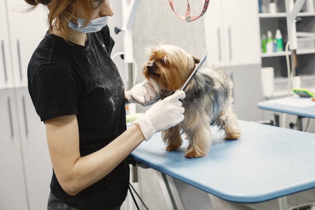 A groomer trims a small dogs fur at a modern pet salon indoors.
